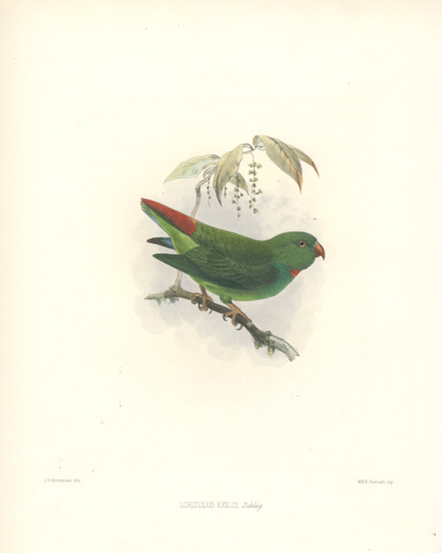JGK-PygmyParrot-LoriculusExilis-w