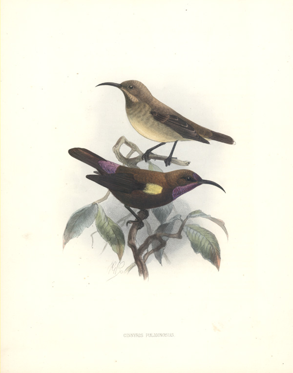 JGKSunbirds-CinnyrisFuliginosus-lg