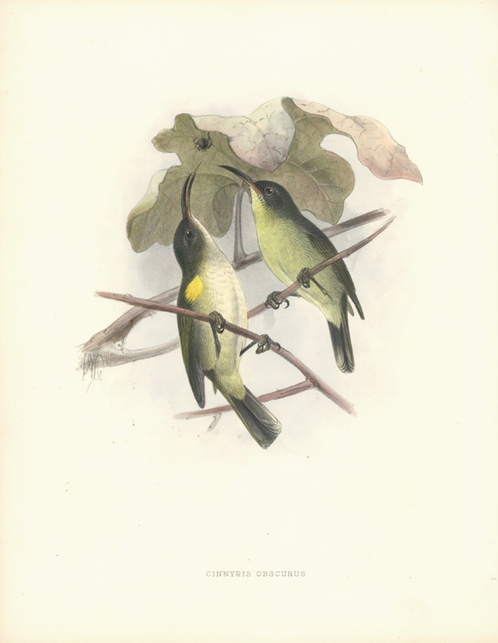JGKSunbirds-CinnyrisObscurus-lg-w