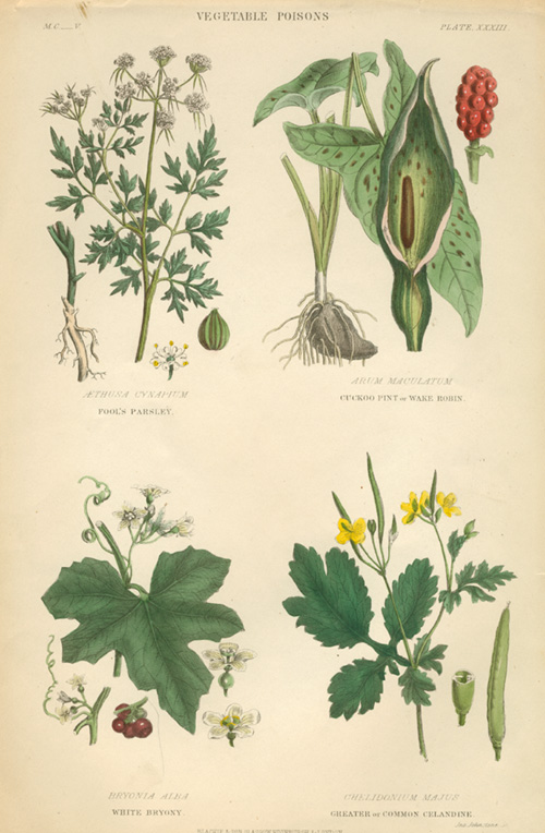 Johnstone-Veg-Poisons-Fool-sParsley-w
