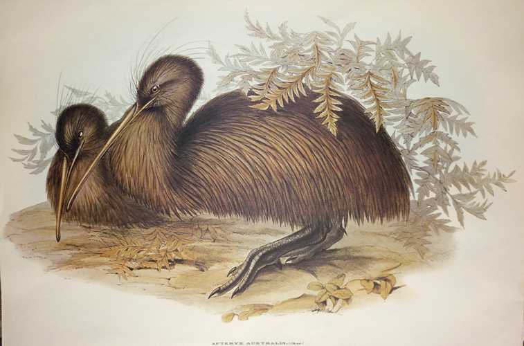 Kiwi-ApteryxAustralis