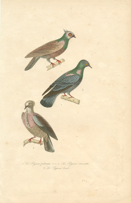 Lacapede4a-LePigeons