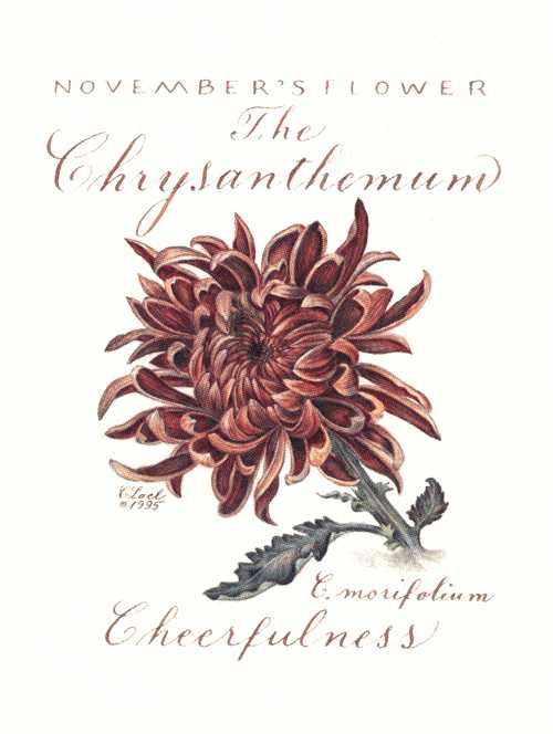 Lael-Chrysanthemum-Nov