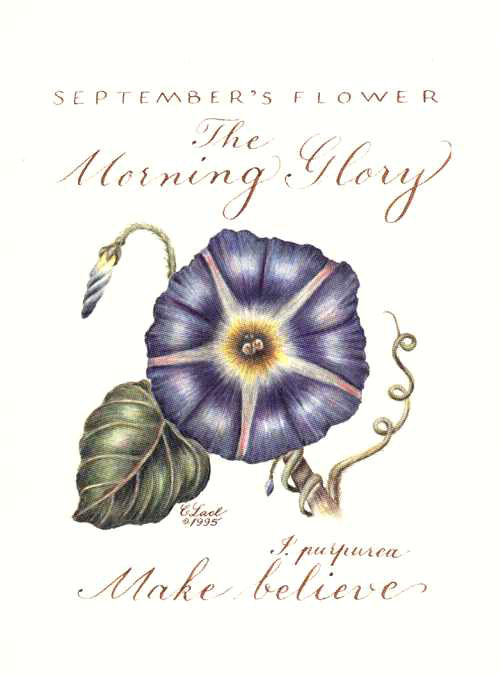 Lael-Morn-Glory-Sept