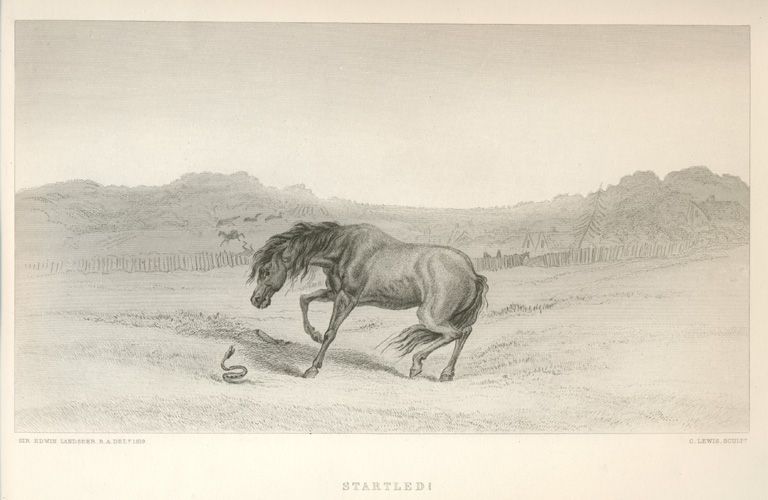 Landseer-StartledHorse