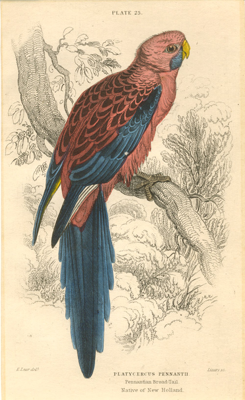 Lizars-25PlatycercusPennantii