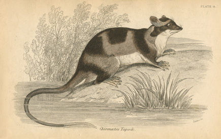 Lizars-ChironectesYapock2cWaterOpossum-w
