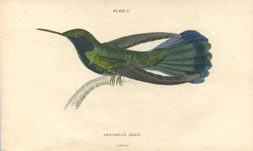 Lizars-HB2-TrochAnais-c1854