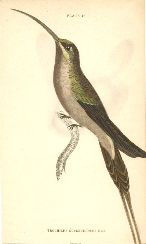 Lizars-HB26-Troch-Superciliosus-w