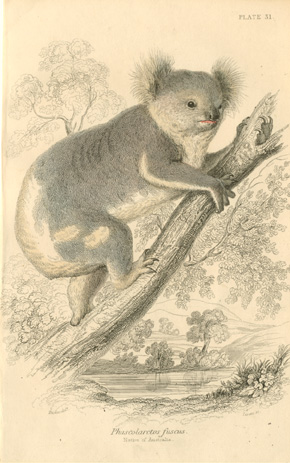 Lizars-Koala-w