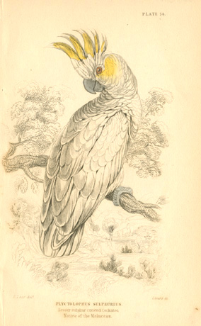 Lizars-Lear14w-LesserSulphCrestCock-Molucc