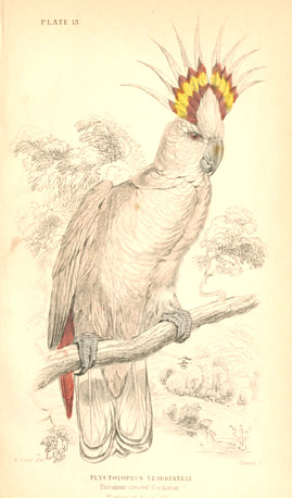 Lizars-Lear15w-Tri-col-CrestCock-Australia