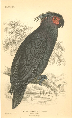 Lizars-Lear16w-PalmCockatoo