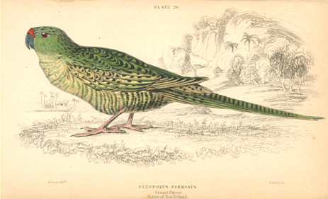 Lizars-Lear29w-GroundParrot2cNH