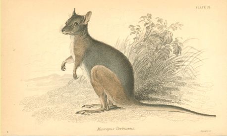 Lizars-MacropusDerbianus-w