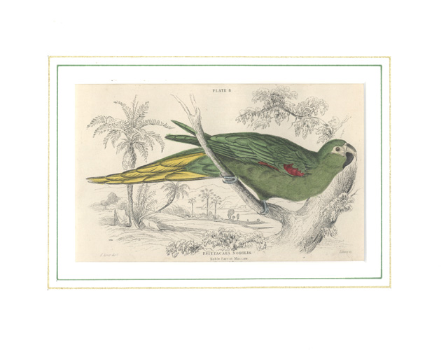 Lizars-NobleParrotMaccaw2cm-w