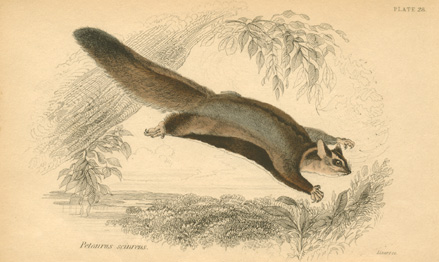 Lizars-PetaurusSciureus-w