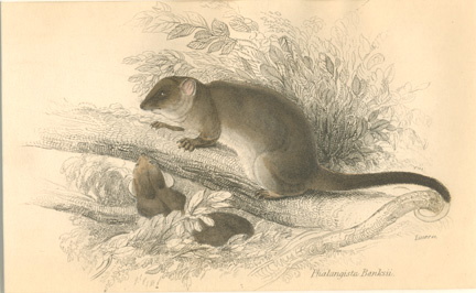 Lizars-PhalangistaBanksii-w