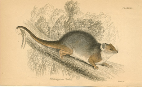 Lizars-PhalangistaCooki-w