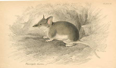 Lizars-PhascogaleMurina-w