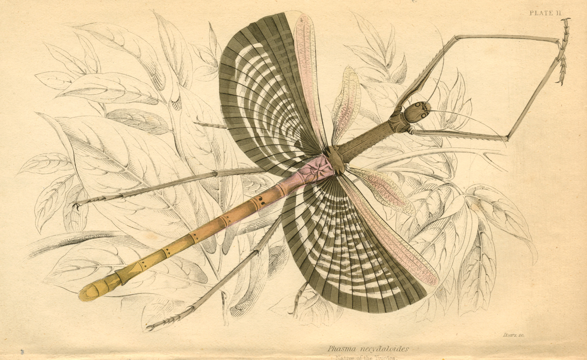 Lizars-PhasmaNecydaloides