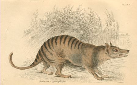 Lizars-Thylacine-w
