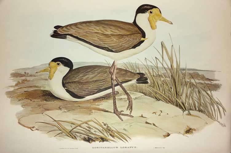 LobivanellasLobatus