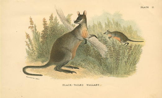 Lydekker-BlTailWallaby