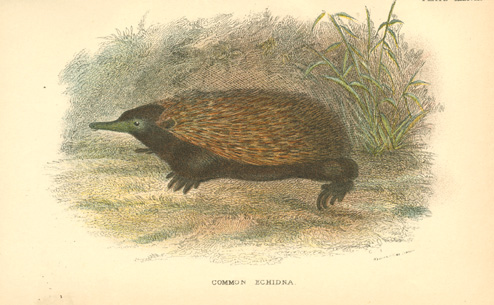 Lydekker-Echidna-w