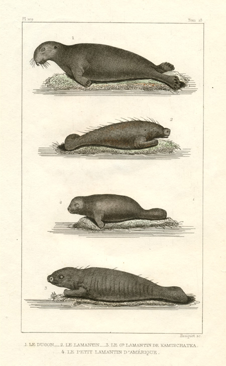 Manateesx32cDugong-Pauquet