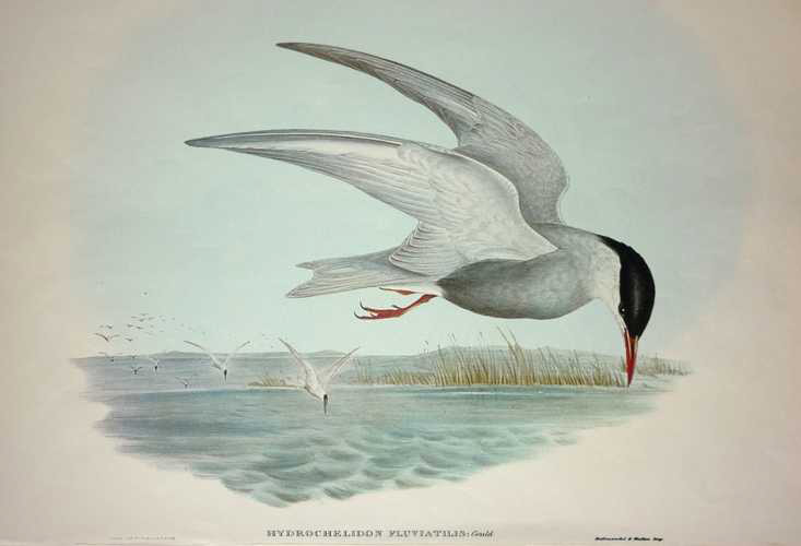 Marsh-Tern2c-Hydrochelidon
