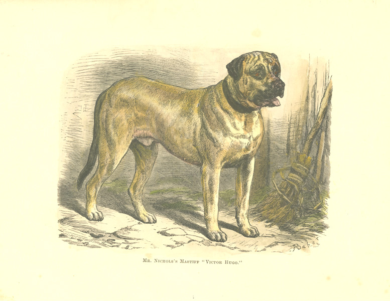 Mastiff2cVictorHugo