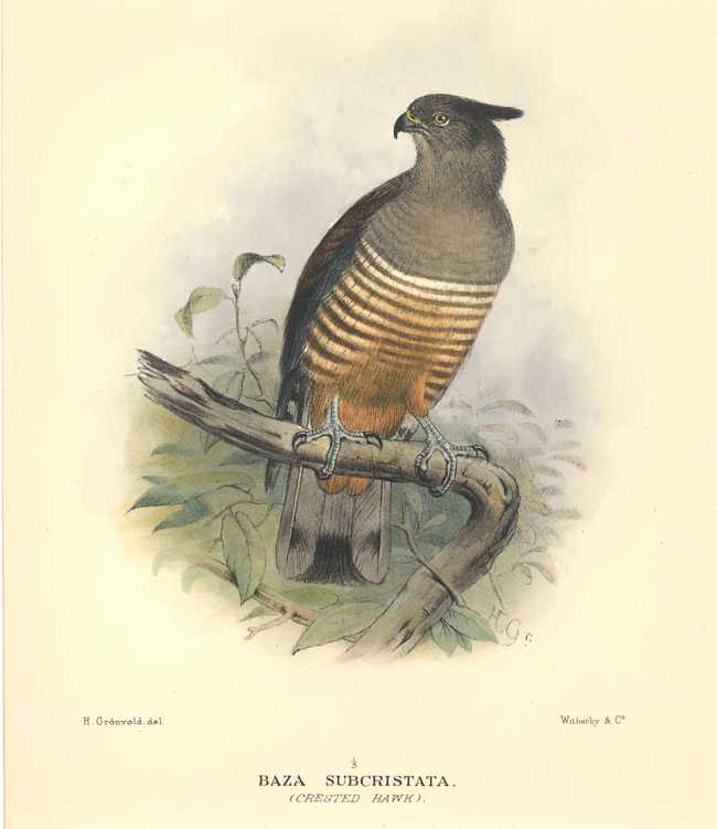 Mathews-Crested-Hawk