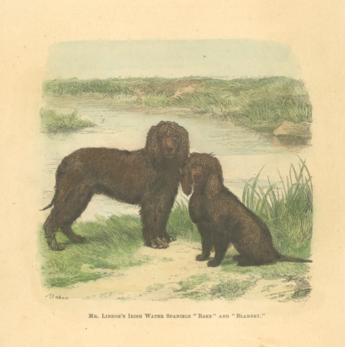 MrLindoe-sIrishWaterSpaniels-w
