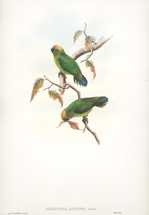 N272-NasiternaKeiensis2cKeIslandPygmyParrot-w