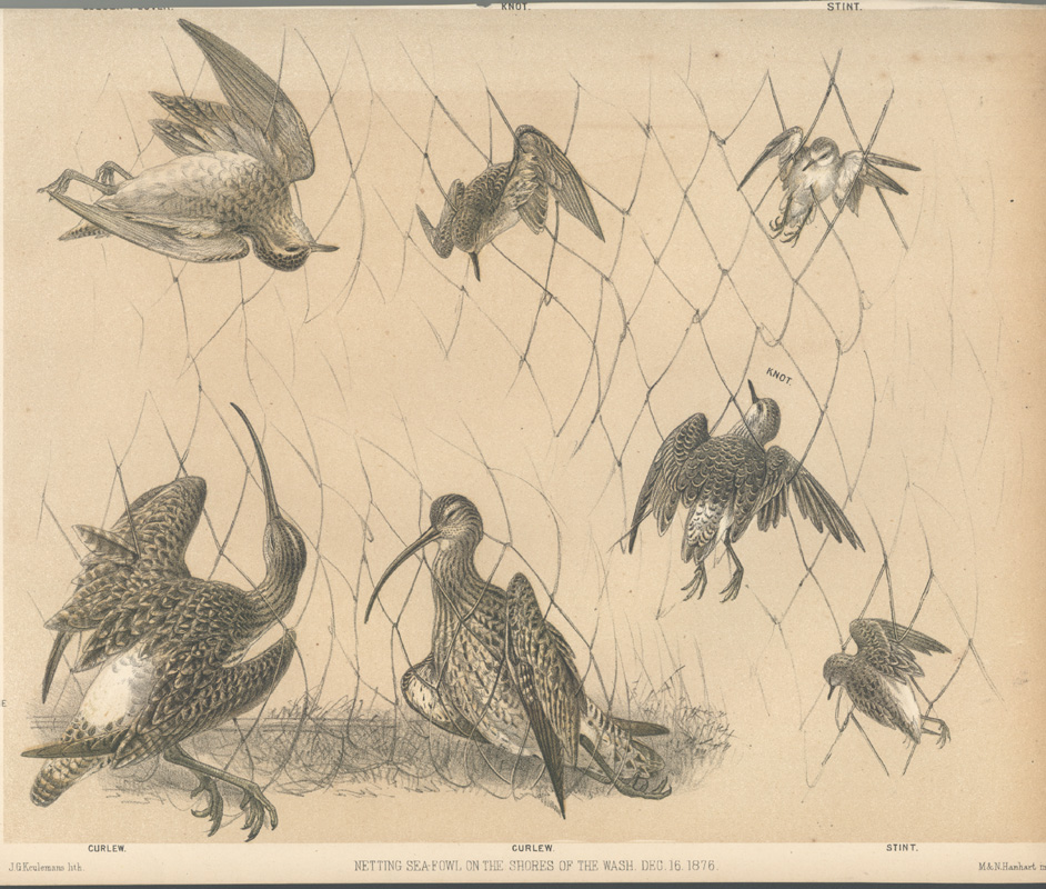 Netting-Sea-Fowl
