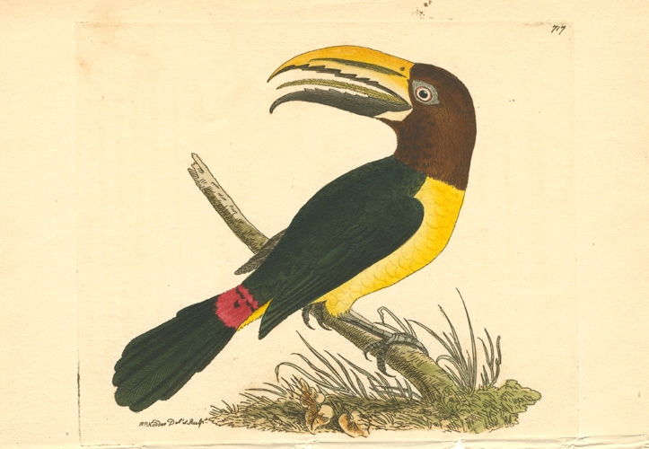 Nodder-Toucan