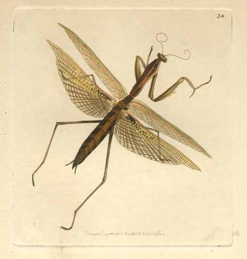 Nodder34-NHMantis-StickInsect-w