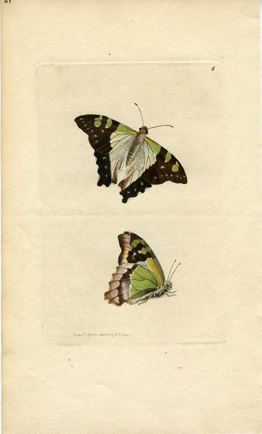 Nodder5-Macleay-s-Swallowtail-Butterfly