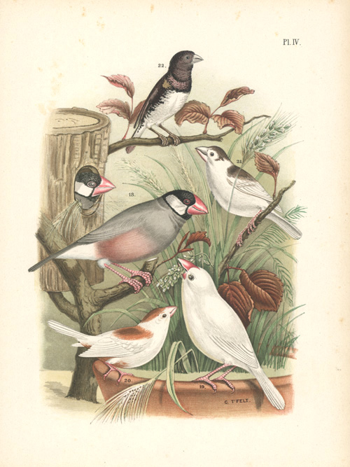 Nuyens-Finches4