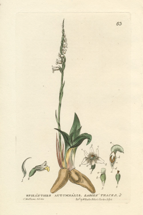 Orchid-Mathews2cSpiranthesAutumnalis-Scotl