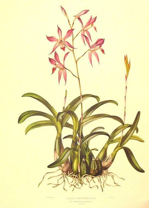 OrchidLaeliaAutumnalis