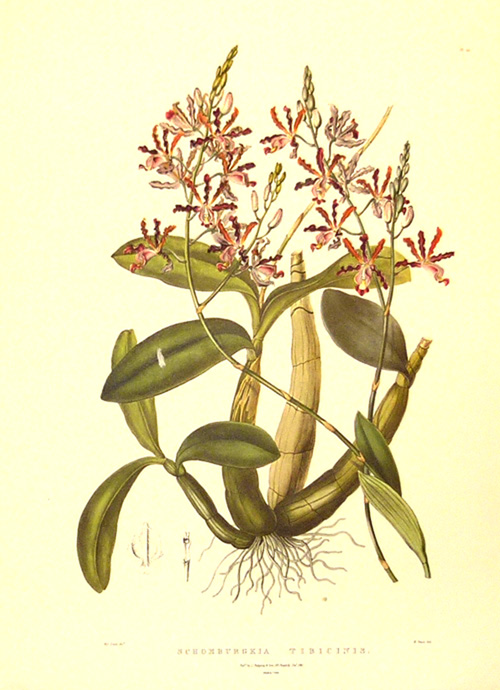 OrchidShombergkiaTibicinis