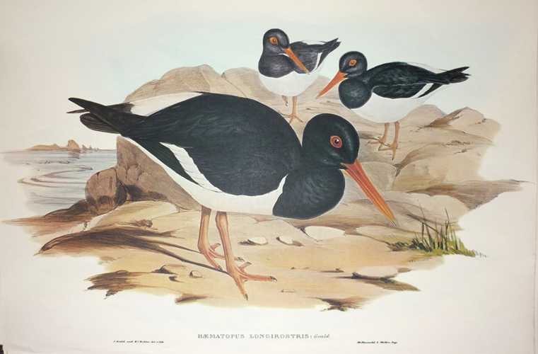 OysterCatcher2cwhite-breasted-HaemotopusLongirostris