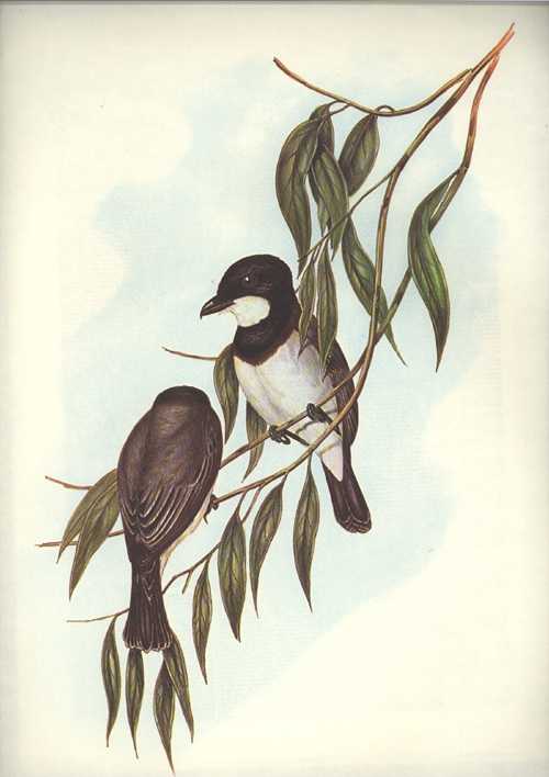 PachycephalaLanoides2cThickhead