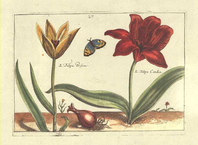 Passe-Tulips-pl-27