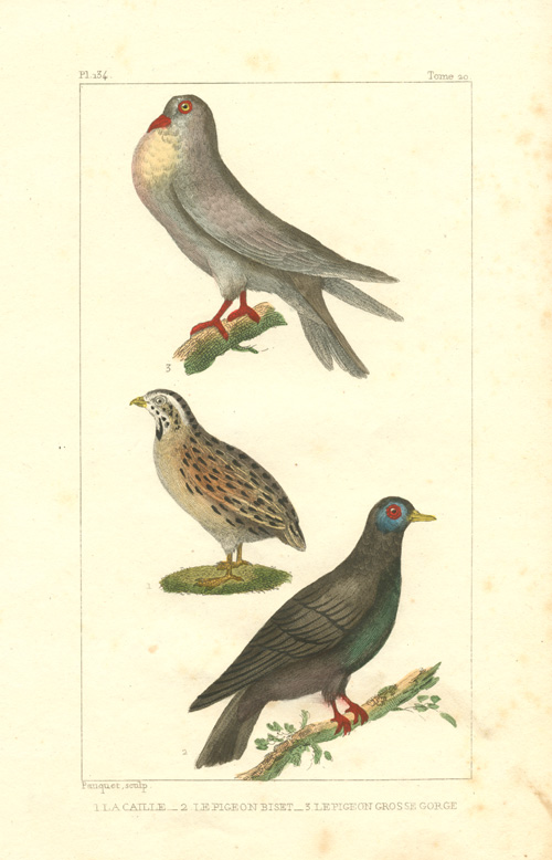 Pauquet-LaCaille2cLePigeonBiset
