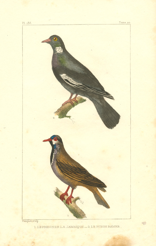 Pauquet-LePigeonDeLaJamaique
