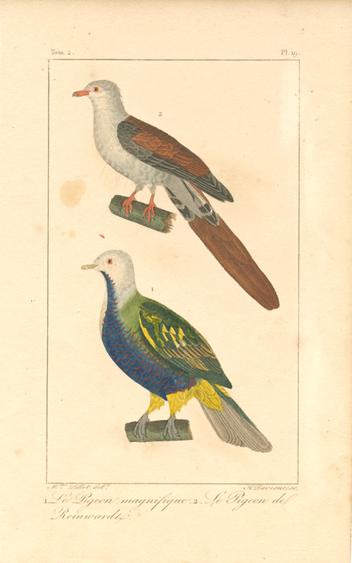 Pauquet-LePigeonMagnifique