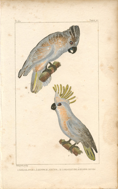 Pauquet182-Cockatoos